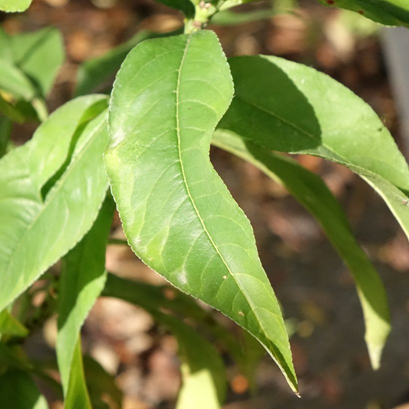 Pfirsich Reine des Vergers - Prunus persica (Laub)