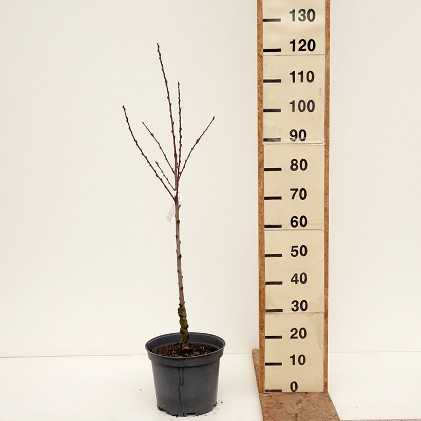 Exemplar von Pfirsich Sanguine vineuse - Prunus persica Topf mit 7,5L/10L, Gobelet-Form wie im Winter geliefert