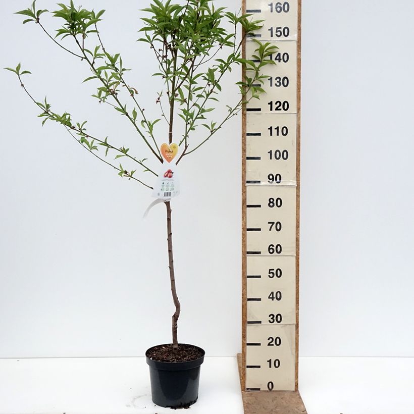 Exemplar von Pfirsich Saturne bailou - Prunus persica Topf mit 7,5L/10L wie im Frühjahr geliefert