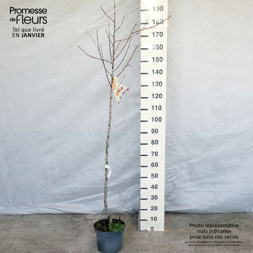 Exemplar von Pfirsich Suncrest - Prunus persica Topf mit 7,5L/10L, Halbstamm wie im Winter geliefert