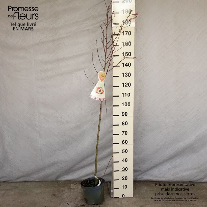 Exemplar von Pfirsich Suncrest - Prunus persica Topf mit 7,5L/10L, Halbstamm wie im Frühjahr geliefert