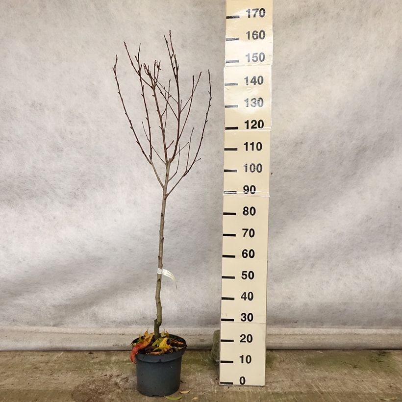Exemplar von Pfirsich Suncrest - Prunus persica Topf mit 7,5L/10L, Gobelet-Form wie im Herbst geliefert