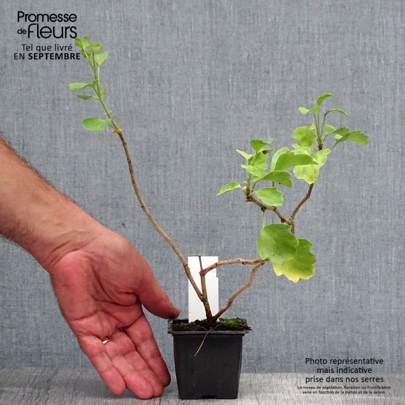 Exemplar von Pelargonium acetosum Kleine Töpfe von 8/9 cm wie im Herbst geliefert