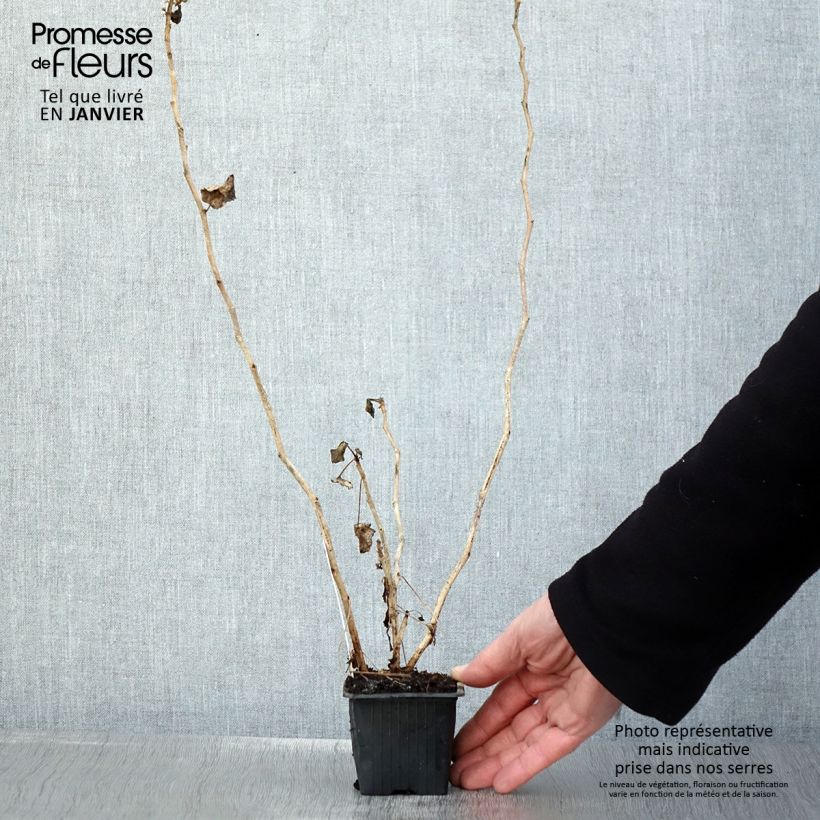 Exemplar von Pelargonium acetosum Kleine Töpfe von 8/9 cm wie im Winter geliefert