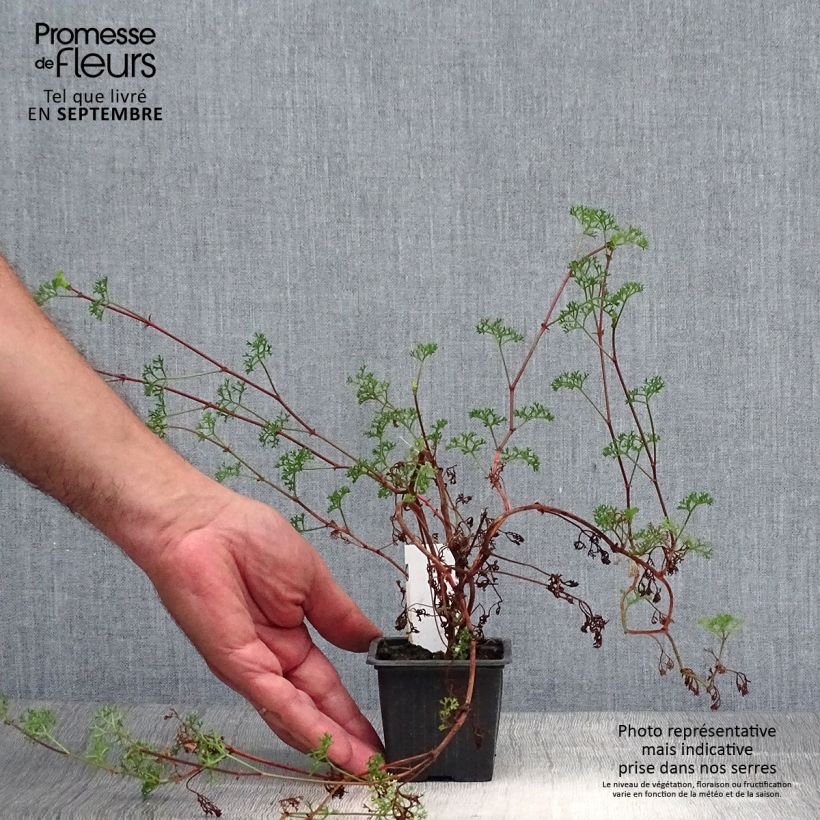 Exemplar von Pelargonium fruticosum Kleine Töpfe von 8/9 cm wie im Herbst geliefert