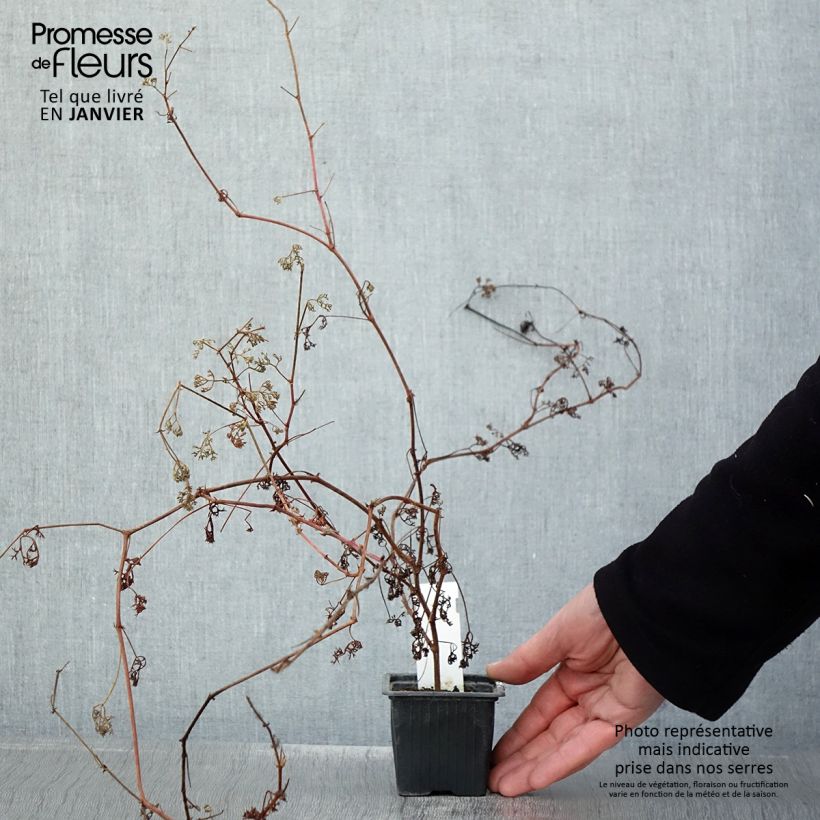 Exemplar von Pelargonium fruticosum Kleine Töpfe von 8/9 cm wie im Winter geliefert