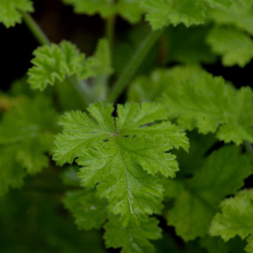 Englische Geranie Concolor Lace - Pelargonium (Laub)