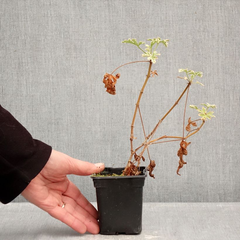 Exemplar von Duftende Pelargonie Grey Lady Plymouth - Pelargonium graveolens Kleine Töpfe von 7/8 cm wie im Winter geliefert