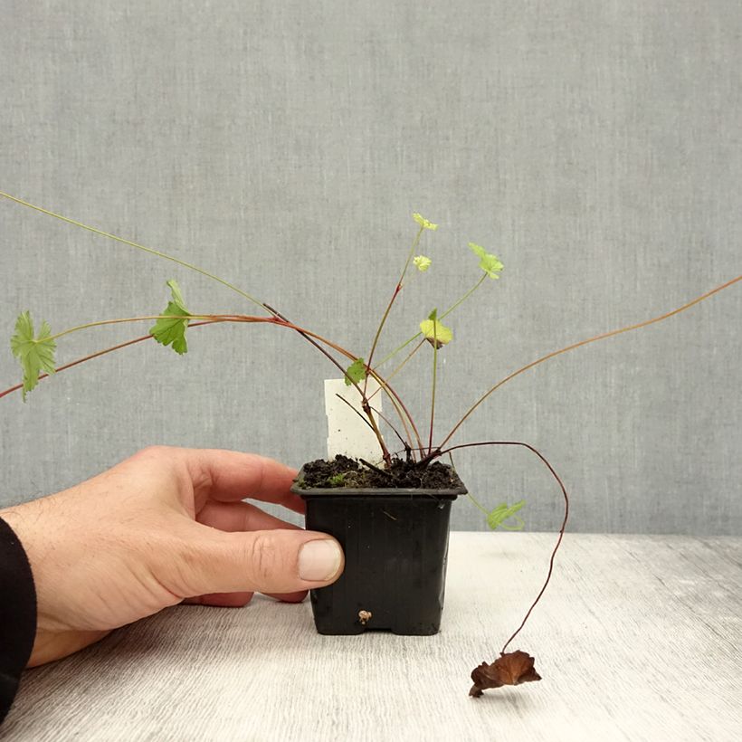 Exemplar von Geranie - Pelargonium grossularioides Kleine Töpfe von 8/9 cm wie im Herbst geliefert