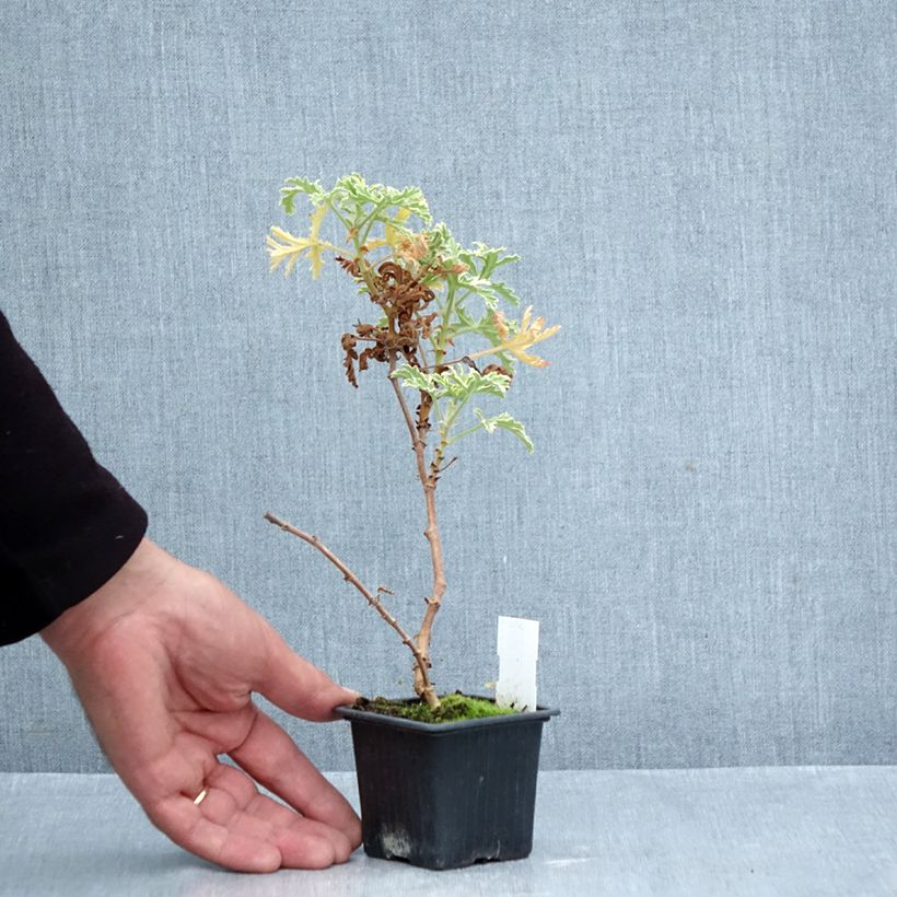 Exemplar von Duftende Pelargonie Lady Plymouth - Pelargonium graveolens Kleine Töpfe von 8/9 cm wie im Herbst geliefert