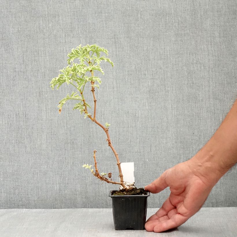 Exemplar&#x20;von&#x20;Duftende&#x20;Pelargonie&#x20;Lady&#x20;Plymouth&#x20;-&#x20;Pelargonium&#x20;graveolens&#x20;Kleine&#x20;T&#xF6;pfe&#x20;von&#x20;8&#x2F;9&#x20;cm&#x20;wie&#x20;im&#x20;Sommer&#x20;geliefert