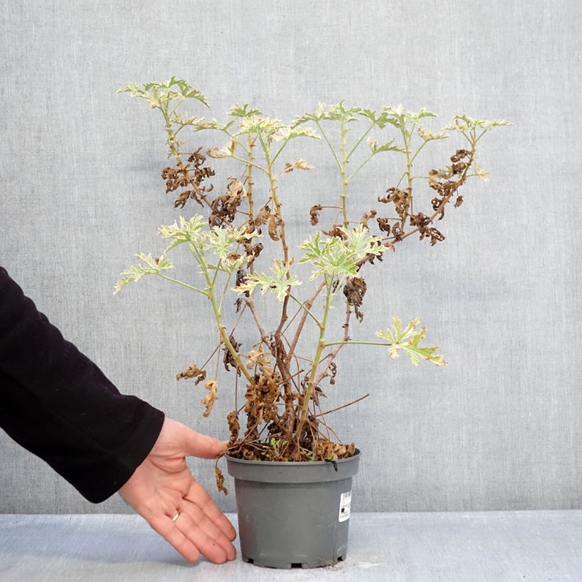 Exemplar von Duftende Pelargonie Lady Plymouth - Pelargonium graveolens Topf mit 1,5L/2L wie im Winter geliefert