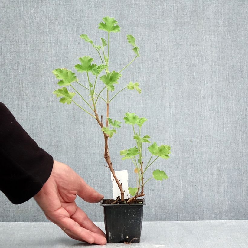 Exemplar von Duftende Pelargonie Pink Capricorn - Pelargonium capitatum Kleine Töpfe von 8/9 cm wie im Herbst geliefert