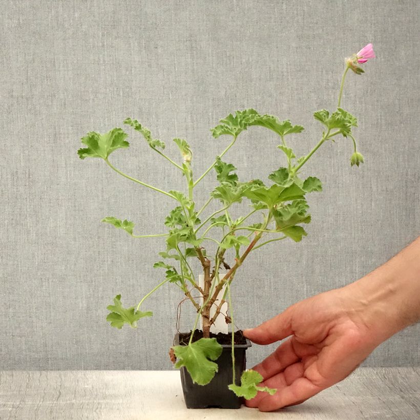 Exemplar von Duftende Pelargonie Pink Capricorn - Pelargonium capitatum Kleine Töpfe von 8/9 cm wie im Sommer geliefert
