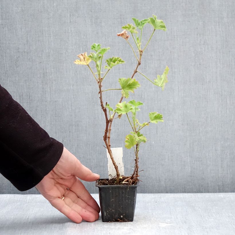 Exemplar von Duftende Pelargonie Pink Capricorn - Pelargonium capitatum Kleine Töpfe von 8/9 cm wie im Winter geliefert