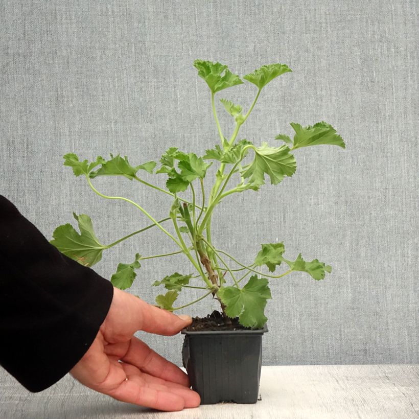 Exemplar von Duftende Pelargonie Pink Capricorn - Pelargonium capitatum Kleine Töpfe von 8/9 cm wie im Frühjahr geliefert