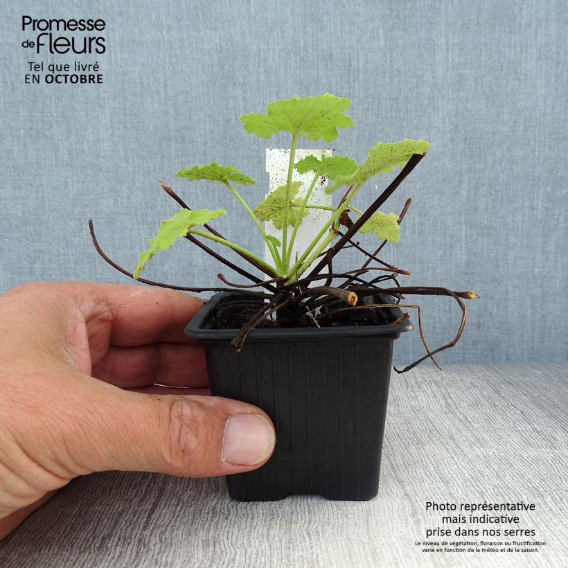 Exemplar von Pelargonium pseudoglutinosum Kleine Töpfe von 8/9 cm wie im Herbst geliefert