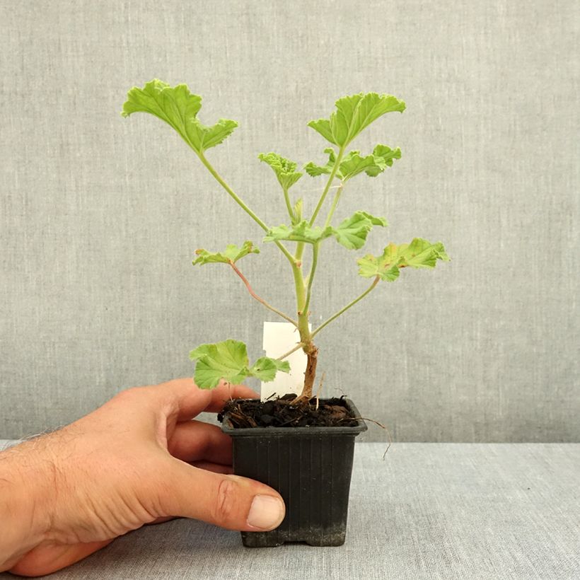 Exemplar von Duftende Pelargonie Purple Unique - Pelargonium Kleine Töpfe von 8/9 cm wie im Sommer geliefert