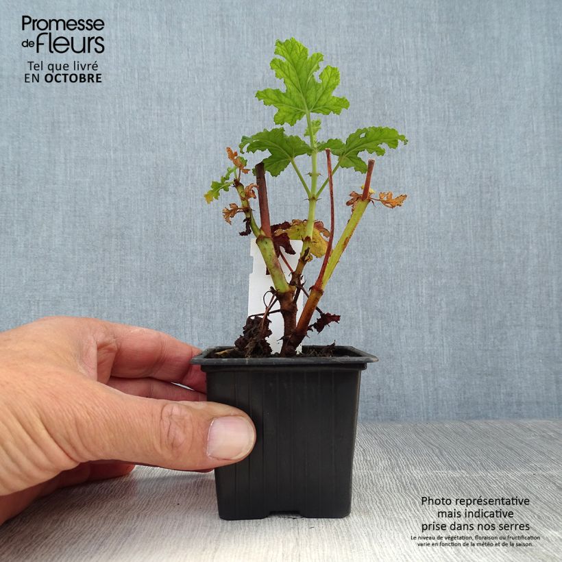 Exemplar von Duftende Pelargonie Royal Oak - Pelargonium quercifolium Kleine Töpfe von 8/9 cm wie im Herbst geliefert