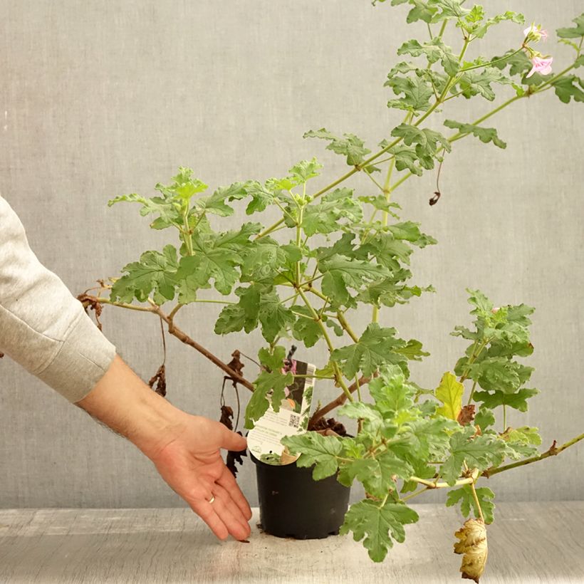 Exemplar von Duftende Pelargonie Royal Oak - Pelargonium quercifolium Topf mit 1,5L/2L wie im Herbst geliefert