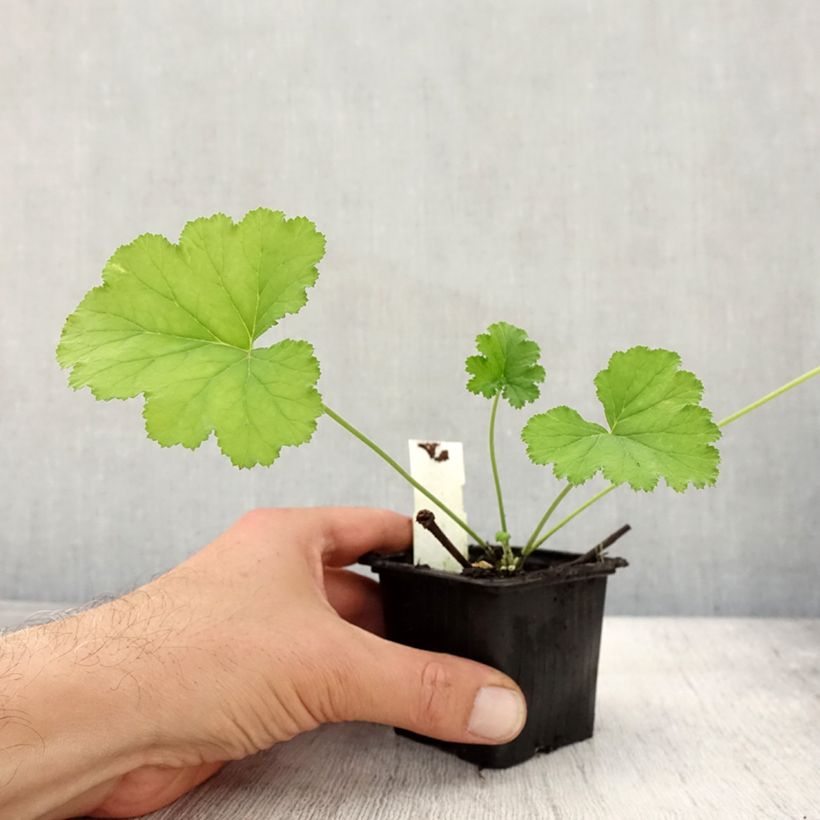 Exemplar von Pelargonium odoratissimum Kleine Töpfe von 8/9 cm wie im Herbst geliefert