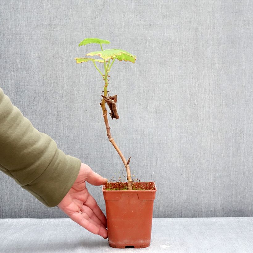 Exemplar von Pelargonium papilionaceum Topf mit 1L/1,5L wie im Winter geliefert