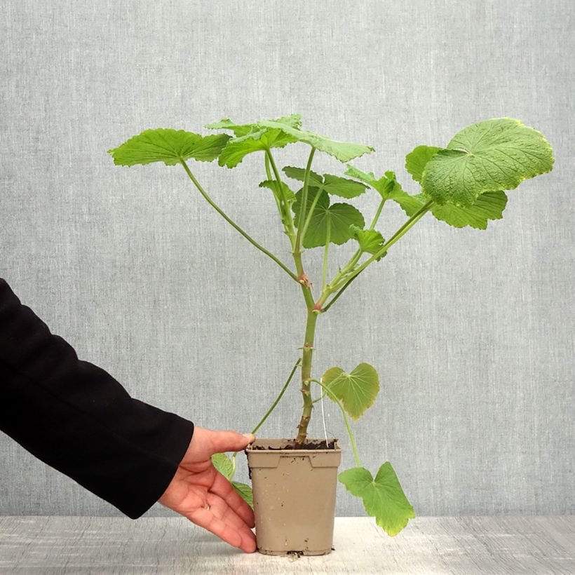Exemplar von Pelargonium papilionaceum Topf mit 1L/1,5L wie im Frühjahr geliefert