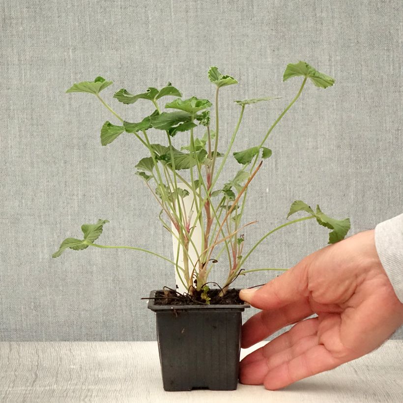 Exemplar von Pelargonium reniforme sidoides Kleine Töpfe von 8/9 cm wie im Sommer geliefert