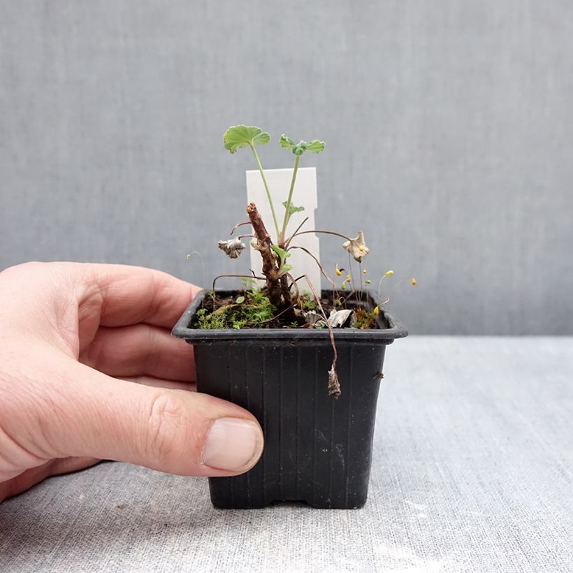 Exemplar von Pelargonium reniforme sidoides Kleine Töpfe von 8/9 cm wie im Winter geliefert