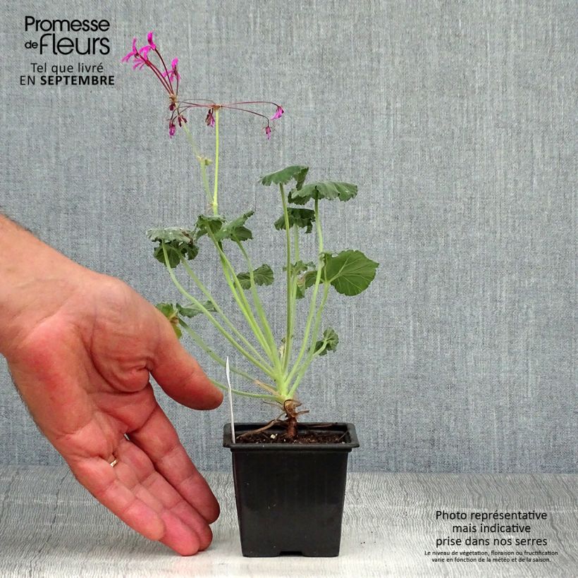 Exemplar von Pelargonium reniforme Kleine Töpfe von 8/9 cm wie im Herbst geliefert