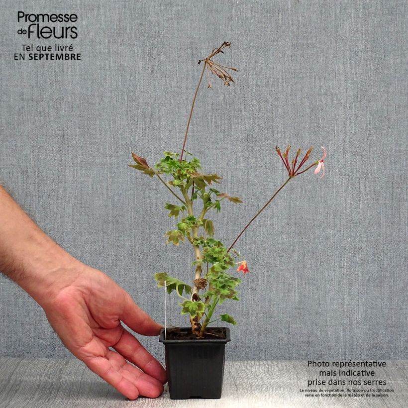Exemplar von Zonal-Pelargonie Stellar Bird Dancer - Pelargonium Kleine Töpfe von 8/9 cm wie im Herbst geliefert
