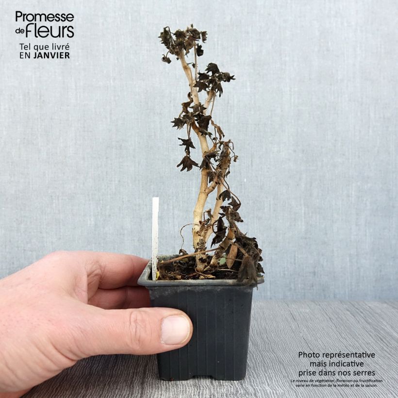 Exemplar von Zonal-Pelargonie Stellar Bird Dancer - Pelargonium Kleine Töpfe von 8/9 cm wie im Winter geliefert