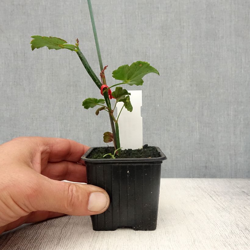 Exemplar von Pelargonium tetragonum Kleine Töpfe von 8/9 cm wie im Frühjahr geliefert