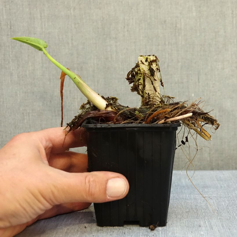 Exemplar von Peltandra virginica - Pfeilaronstab Kleine Töpfe von 8/9 cm wie im Herbst geliefert