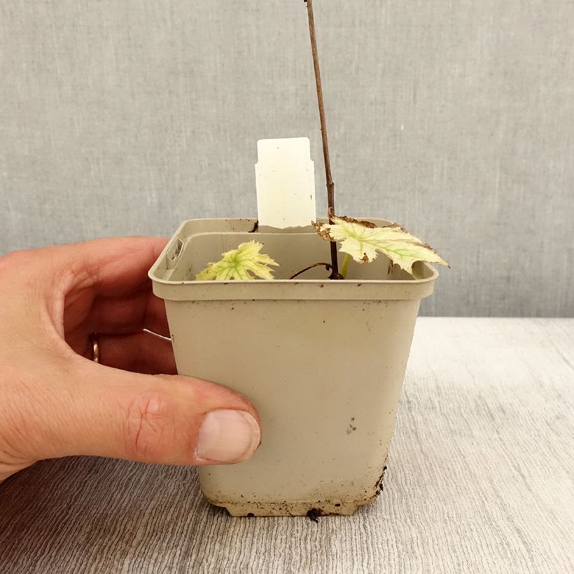 Exemplar von Peltoboykinia watanabei - Peltoboykinie Kleine Töpfe von 8/9 cm wie im Herbst geliefert