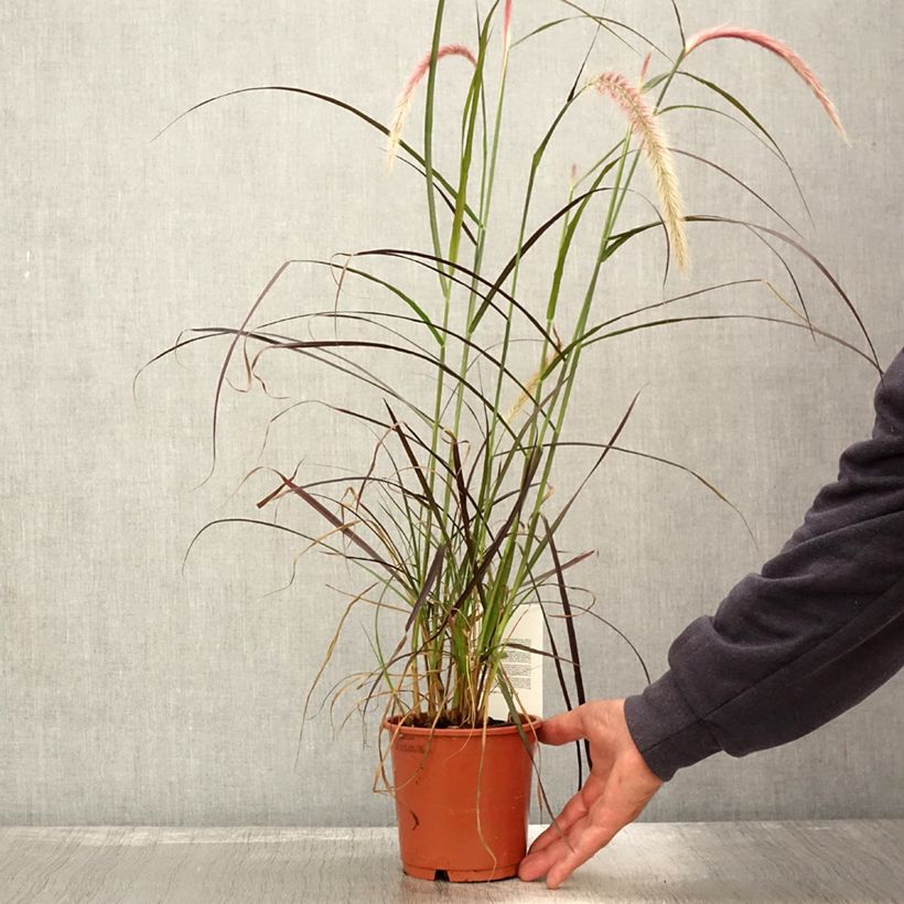 Exemplar von Federborstengras Rubrum - Pennisetum advena Topf mit 1L/1,5L wie im Herbst geliefert