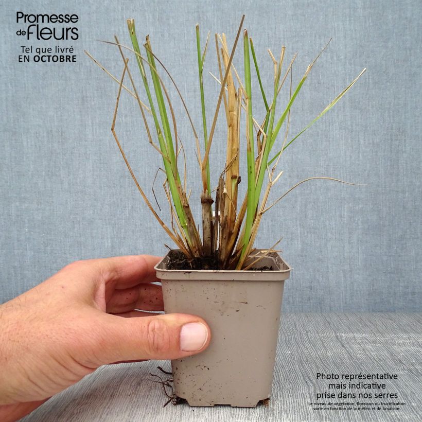Exemplar von Lampenputzergras Black Beauty - Pennisetum alopecuroïdes Kleine Töpfe von 8/9 cm wie im Herbst geliefert