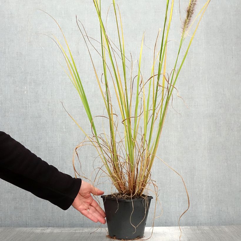 Exemplar von Lampenputzergras Black Beauty - Pennisetum alopecuroïdes Topf mit 2L/3L wie im Herbst geliefert