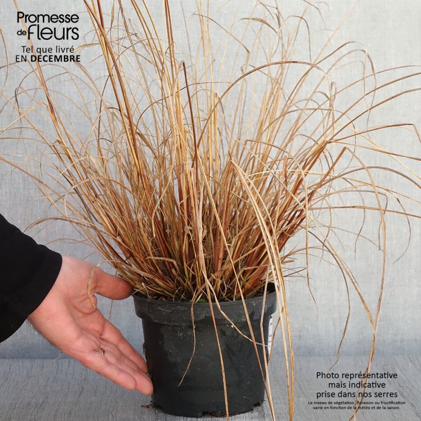 Exemplar von Lampenputzergras Cassian - Pennisetum alopecuroïdes Topf mit 2L/3L wie im Herbst geliefert
