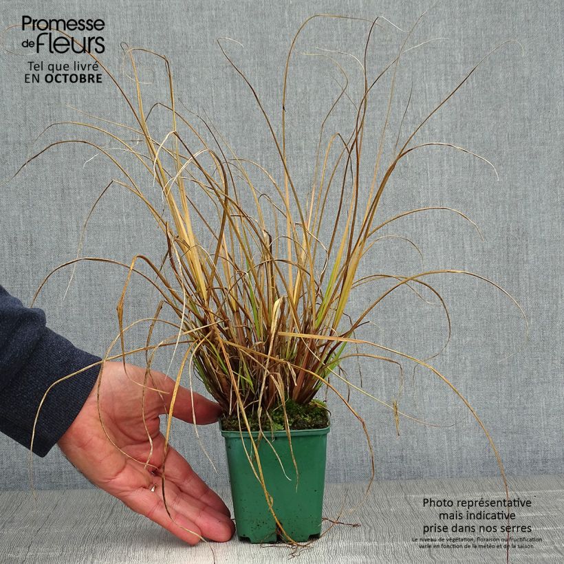 Exemplar von Lampenputzergras Cassian - Pennisetum alopecuroïdes Kleine Töpfe von 8/9 cm wie im Herbst geliefert