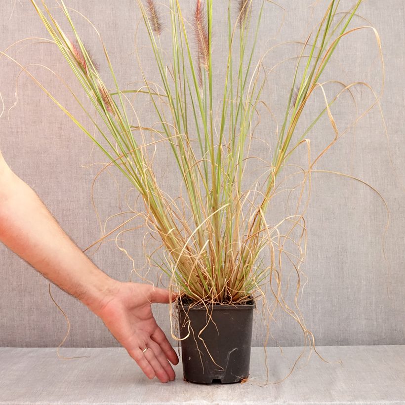 Exemplar von Lampenputzergras f. viridescens - Pennisetum alopecuroïdes Topf mit 2L/3L wie im Sommer geliefert