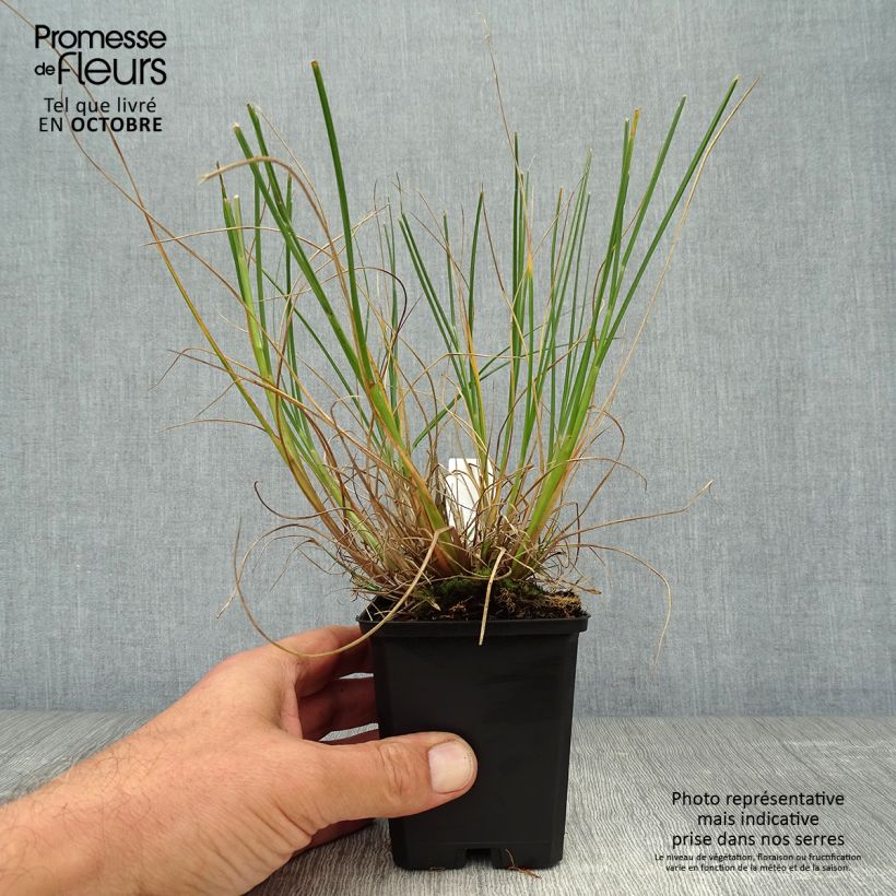 Exemplar von Lampenputzergras Goldstrich - Pennisetum alopecuroides Kleine Töpfe von 8/9 cm wie im Herbst geliefert
