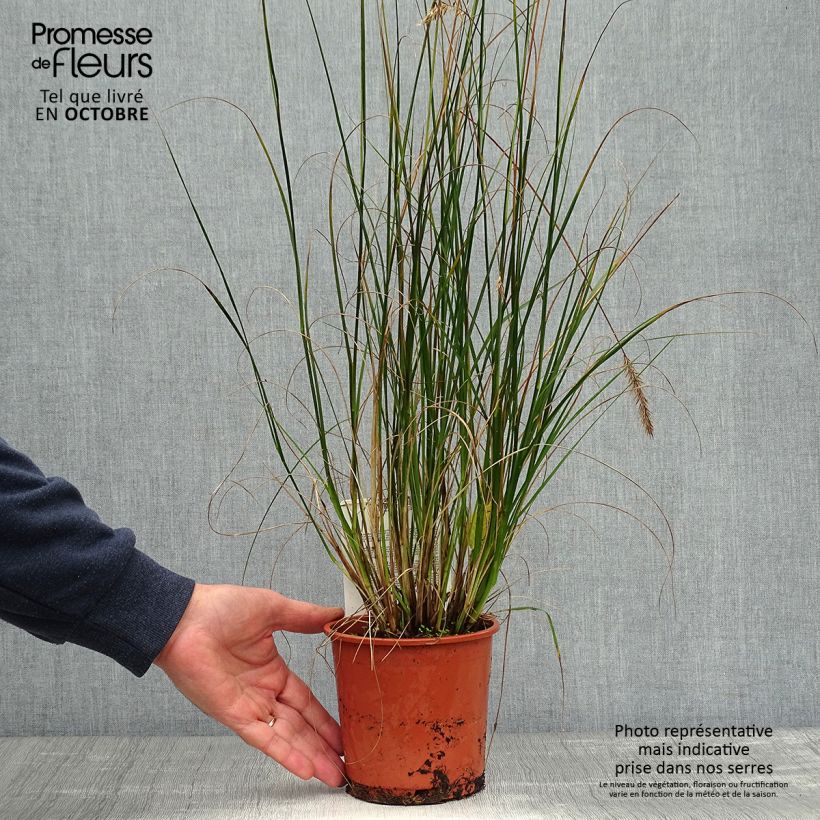 Exemplar von Lampenputzergras Hameln - Pennisetum alopecuroïdes Topf mit 1L/1,5L wie im Herbst geliefert