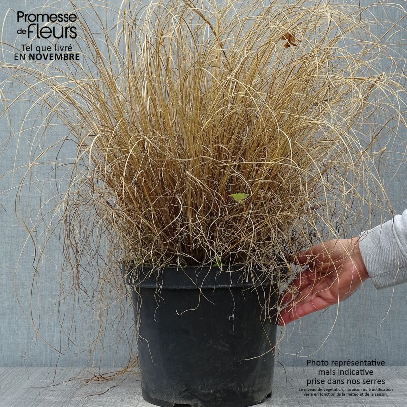 Exemplar von Lampenputzergras Hameln - Pennisetum alopecuroïdes Topf mit 7,5L/10L wie im Herbst geliefert