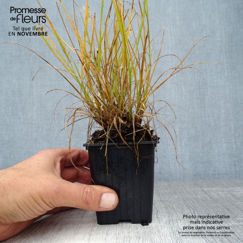 Exemplar von Lampenputzergras Hameln Gold - Pennisetum alopecuroïdes Kleine Töpfe von 8/9 cm wie im Herbst geliefert