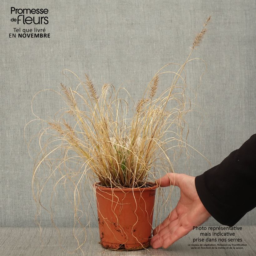 Exemplar von Lampenputzergras Hameln Gold - Pennisetum alopecuroïdes Topf mit 1L/1,5L wie im Herbst geliefert