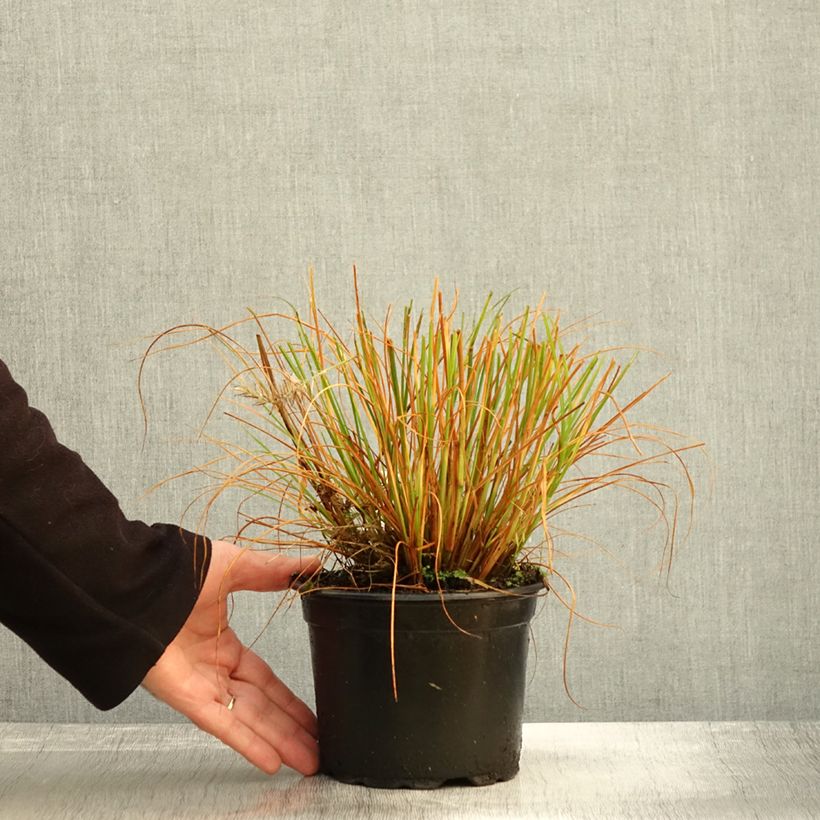 Exemplar von Lampenputzergras Hameln - Pennisetum alopecuroïdes Topf mit 2L/3L wie im Herbst geliefert