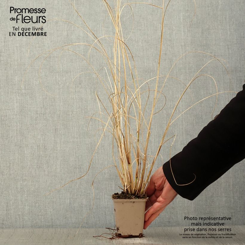 Exemplar von Lampenputzergras Herbstzauber - Pennisetum alopecuroïdes Kleine Töpfe von 8/9 cm wie im Herbst geliefert