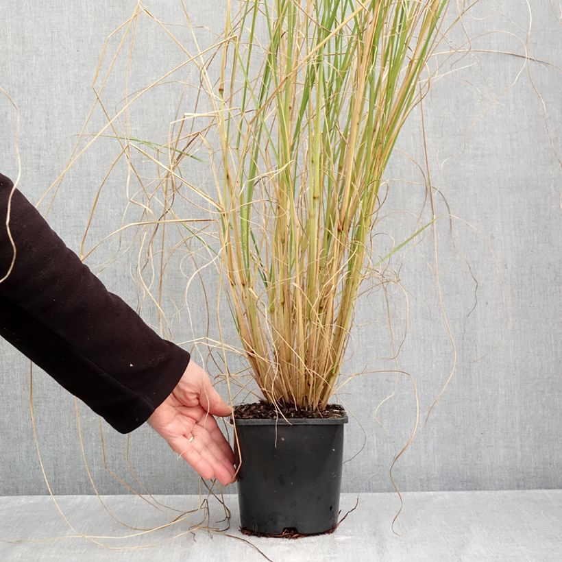 Exemplar von Lampenputzergras Japonicum - Pennisetum alopecuroïdes Topf mit 2L/3L wie im Herbst geliefert