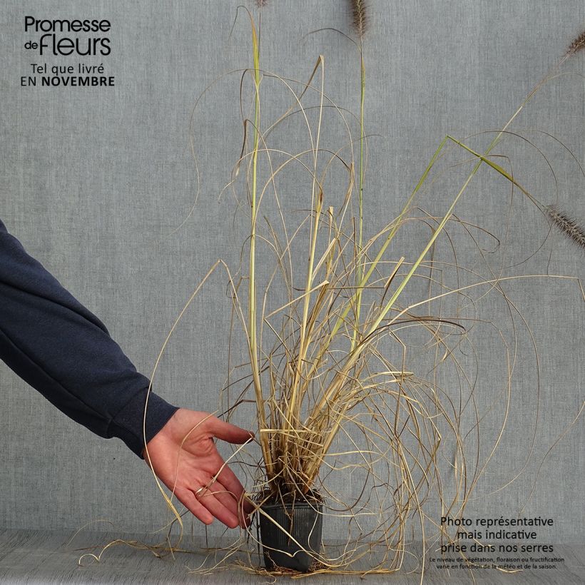 Exemplar von Lampenputzergras Lepage Gold - Pennisetum alopecuroïdes Kleine Töpfe von 8/9 cm wie im Herbst geliefert